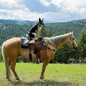 Meet your Posher, Lindsey